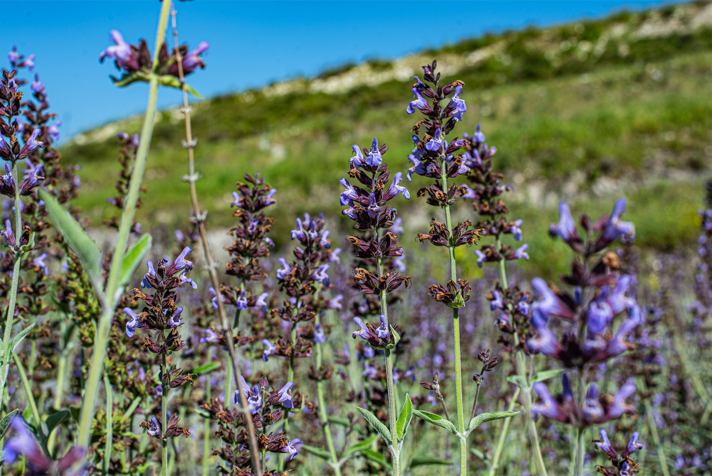 Organic Distilled Sage Water