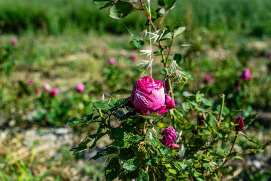 Organic Distilled Rose Water