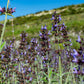Organic Distilled Sage Water
