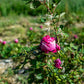 Organic Distilled Rose Water