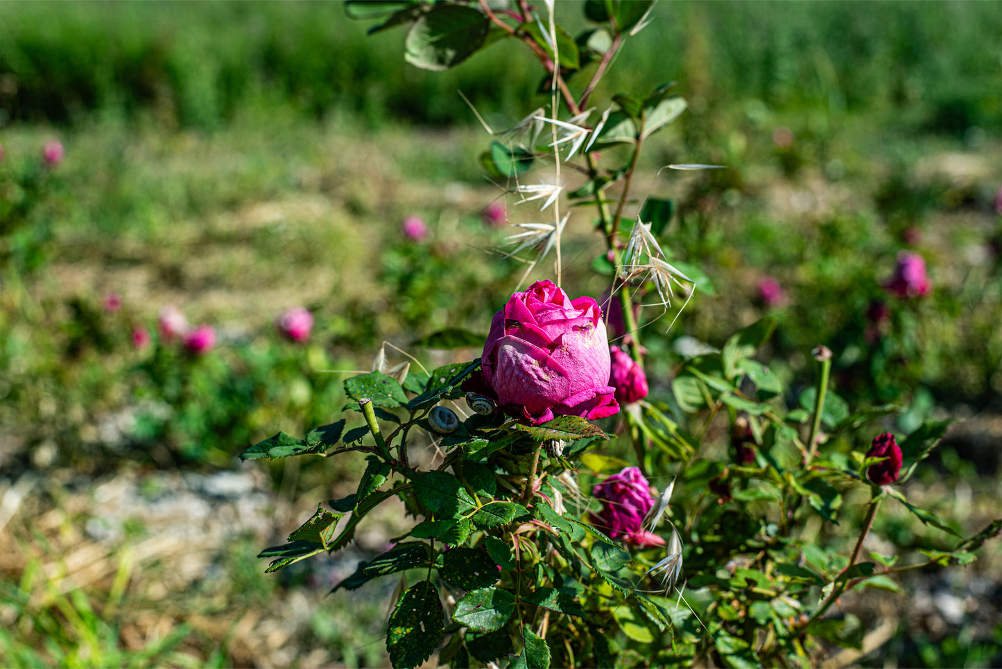 Organic Distilled Rose Water