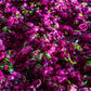Organic Distilled Rose Water