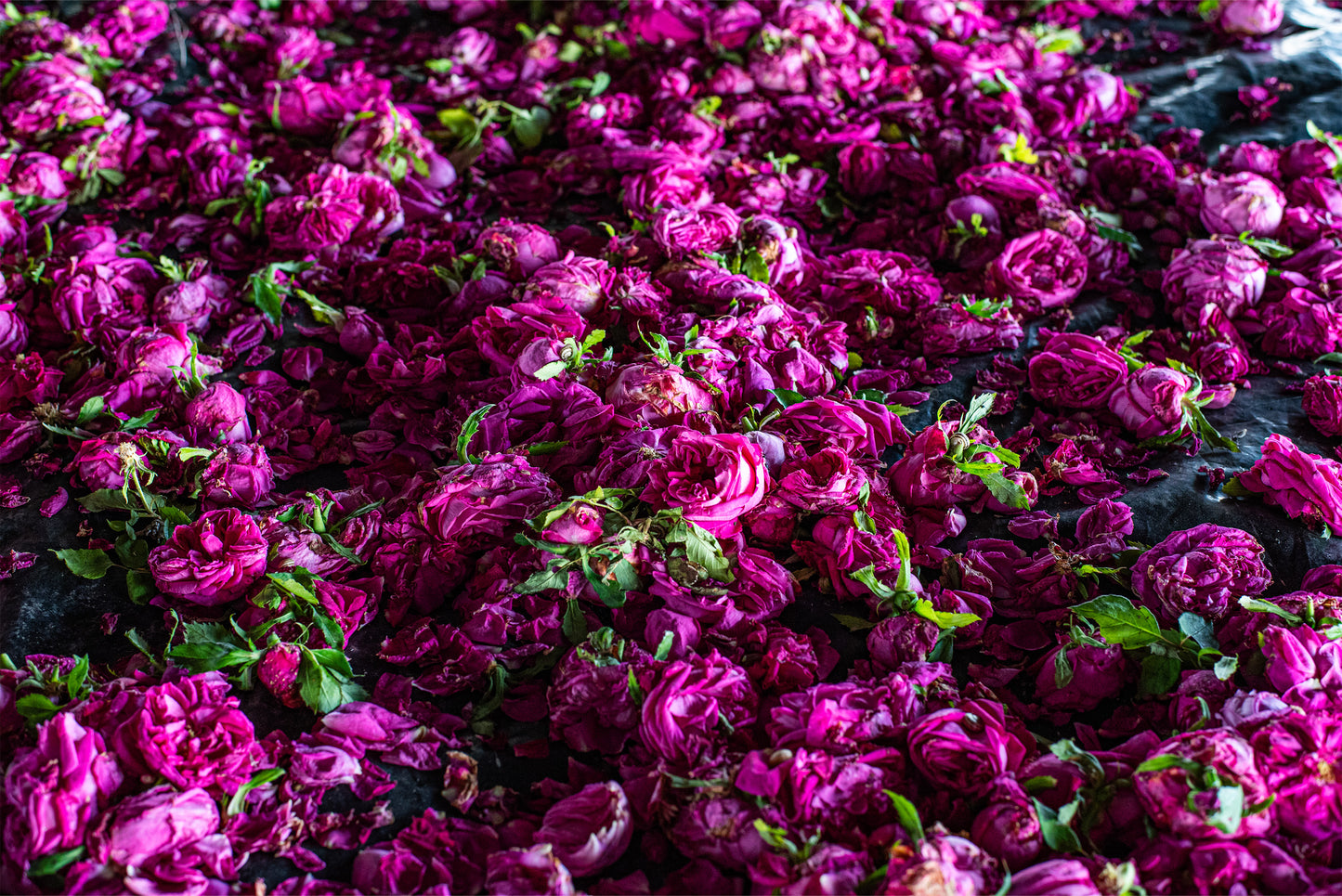 Organic Distilled Rose Water