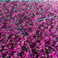Organic Distilled Rose Water