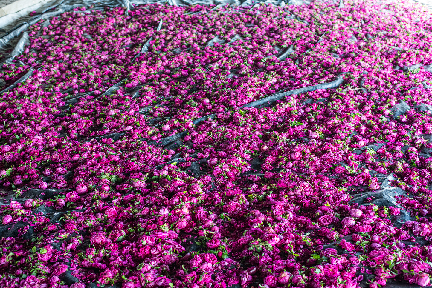 Organic Distilled Rose Water
