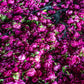 Organic Distilled Rose Water