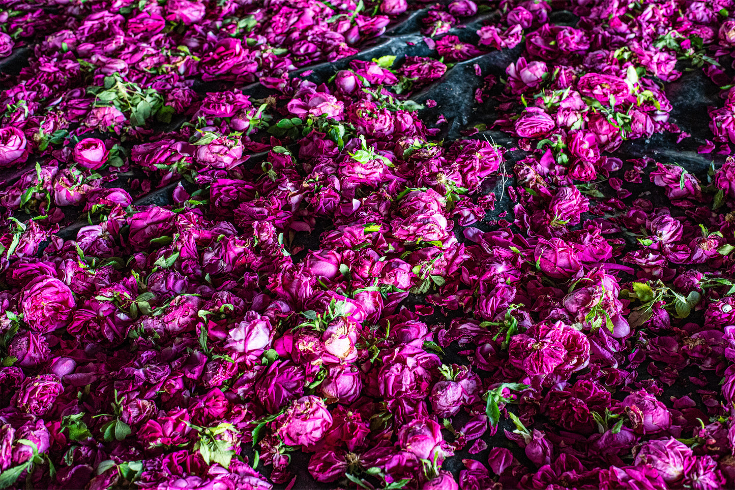Organic Distilled Rose Water